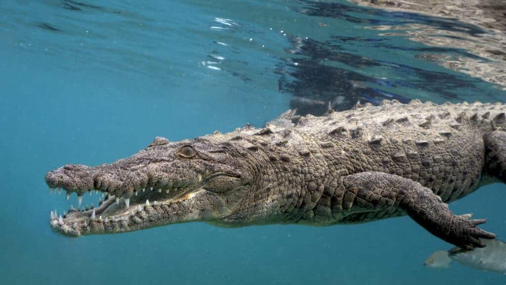 Snorkeling with Crocodile at Cuba's Gardens of the Queen