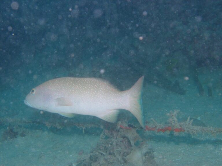 photo of grouper with bad backscatter